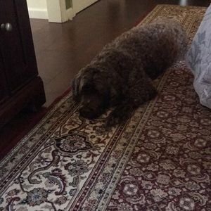 Meet your Posher, Paul